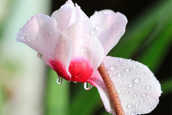 仙客来蔫巴了怎么补救,仙客来新叶萎蔫的原因