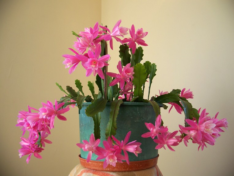 令箭荷花图片大全盆栽,令箭荷花盆栽图片大全