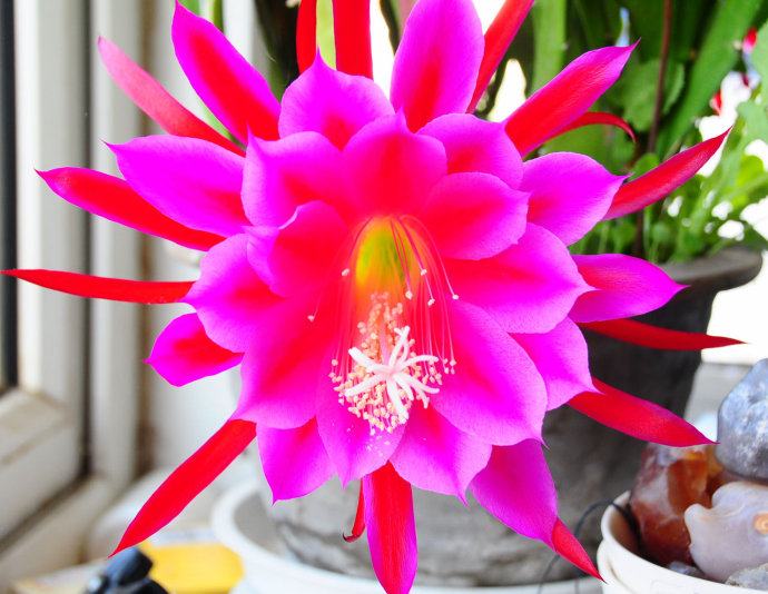 令箭荷花图片大全盆栽,令箭荷花盆栽图片大全