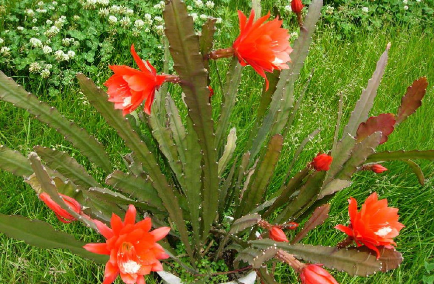 令箭荷花图片大全盆栽,令箭荷花盆栽图片大全