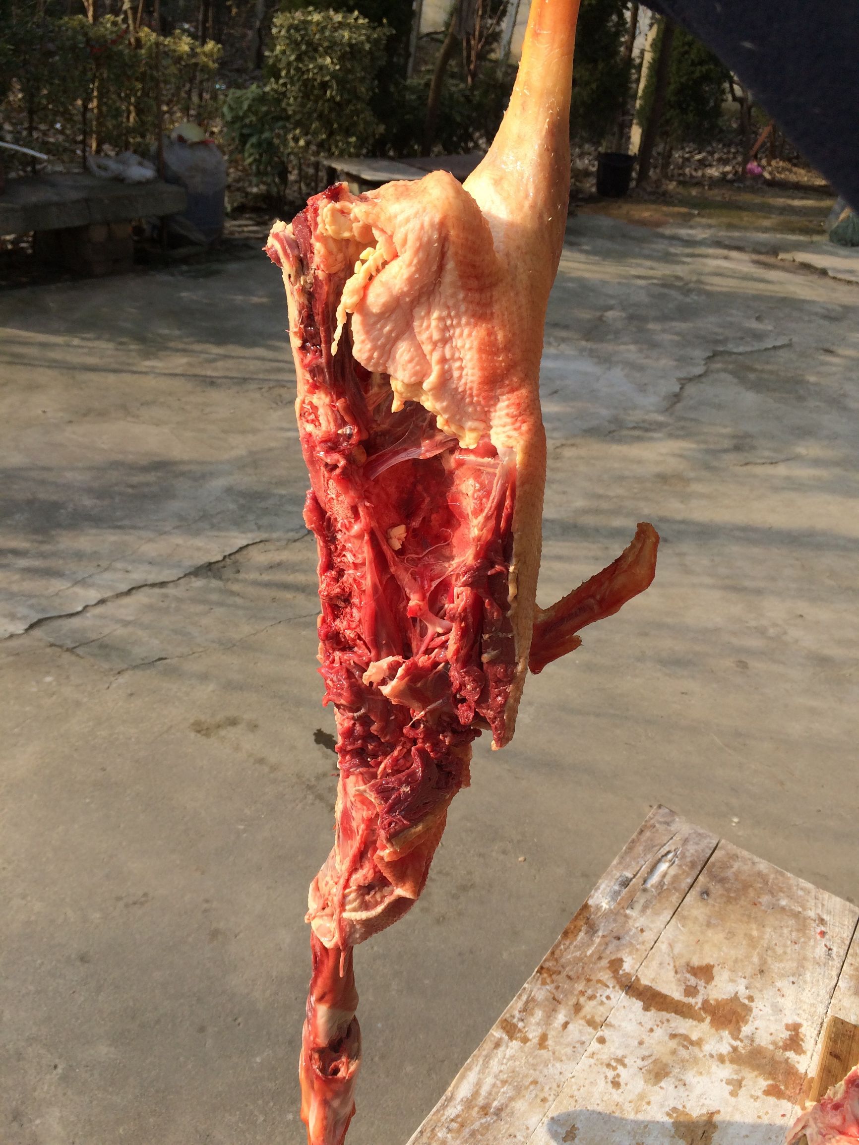 东北农村杀大鹅,农村里杀大鹅