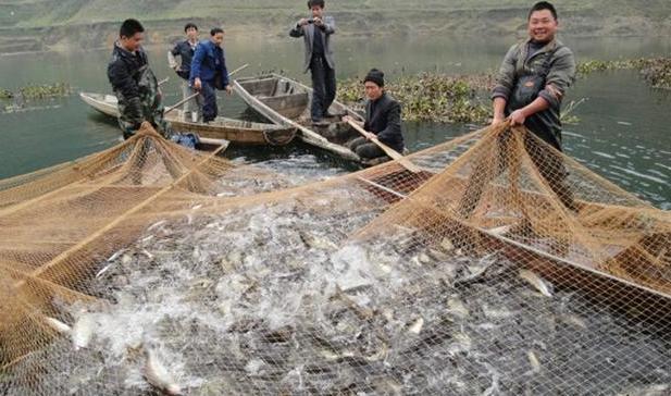 合作养鸡利润翻100倍,鱼鸡混养水产养殖