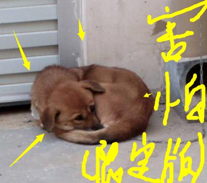 春节到了,没有住在原来的地方,我感觉我好像是个假的客家人