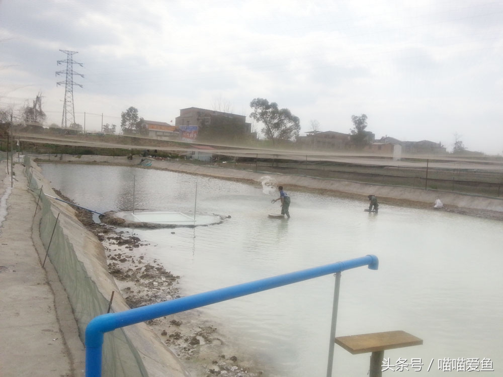 泥鳅养殖技术难点问题,泥鳅养殖技术学习