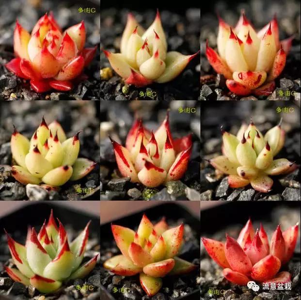 网购多肉种子,怎么判断多肉种子的真假