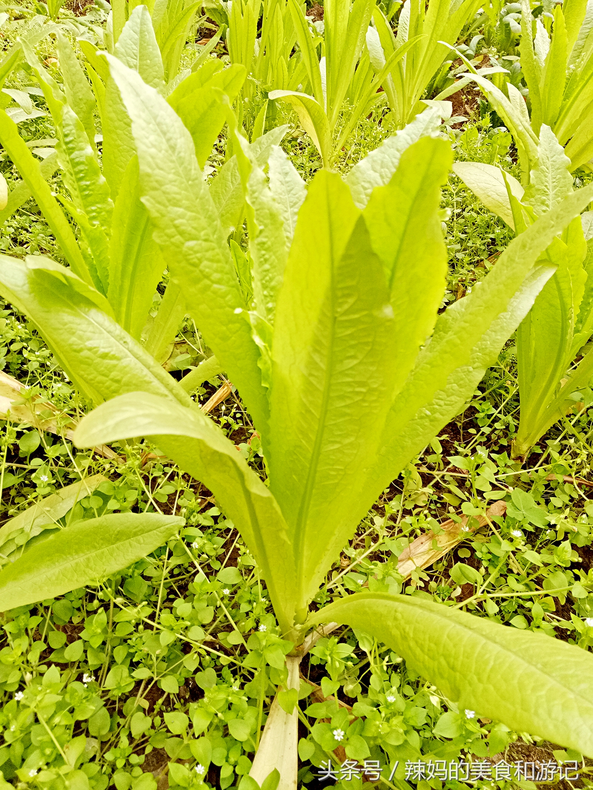 住一楼带花园的优缺点,住一楼带露台的房子真实感受