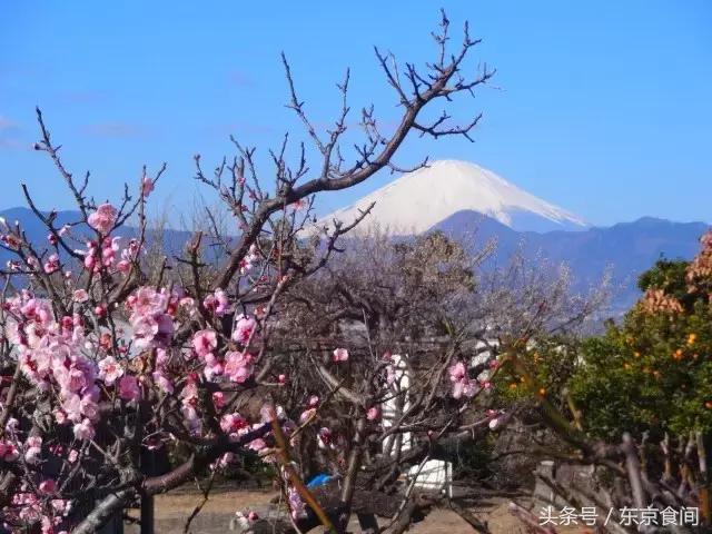 春节去日本赏樱花哪个岛最合适,冬季去日本怎样赏樱花