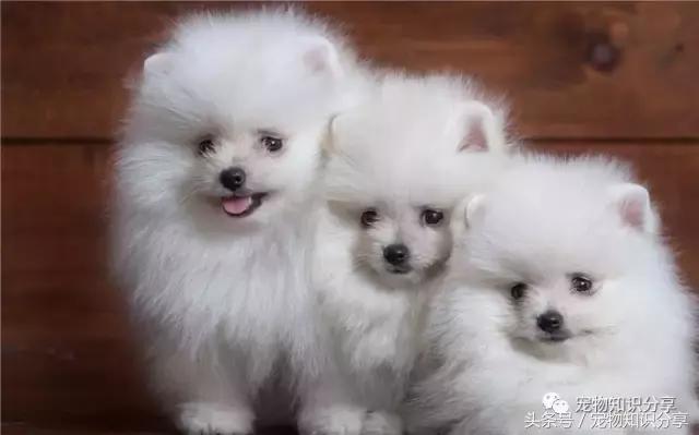 狗狗精神不振食欲差是什么原因,狗狗没精神怎么回事应该吃什么药