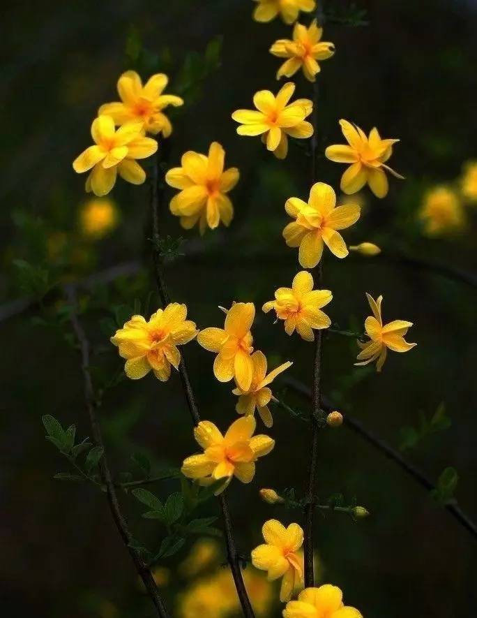 《本草》植物志之迎春花：大禹的眼泪化作的报春信使