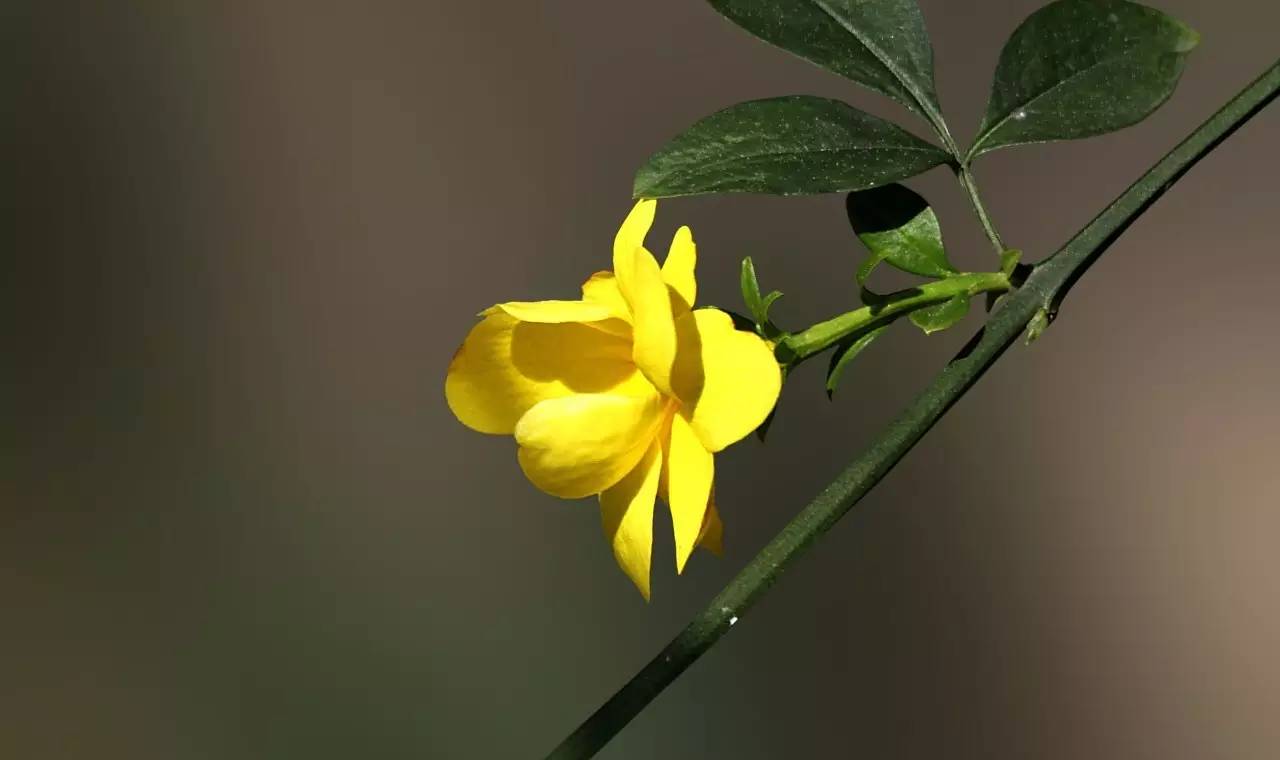 《本草》植物志之迎春花：大禹的眼泪化作的报春信使