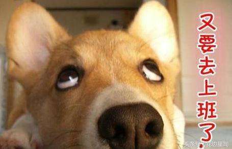 过完春节之后不想上班了,过完年不想干了怎么办