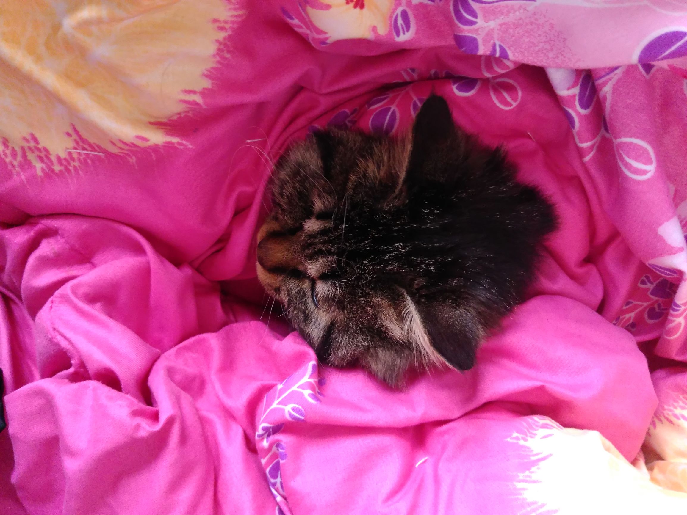 养了个假狗会怎么样,养了一只假猫真的不好吗