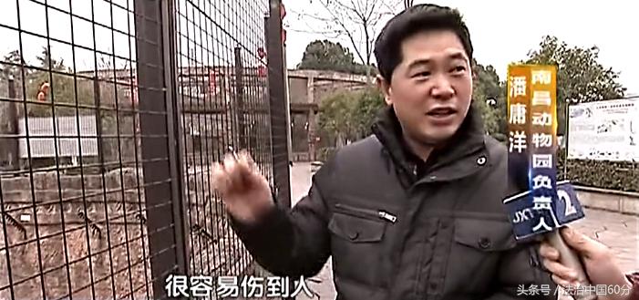 男子逃票误入虎园被老虎咬死,游客逃票误入虎园遭老虎围攻咬死