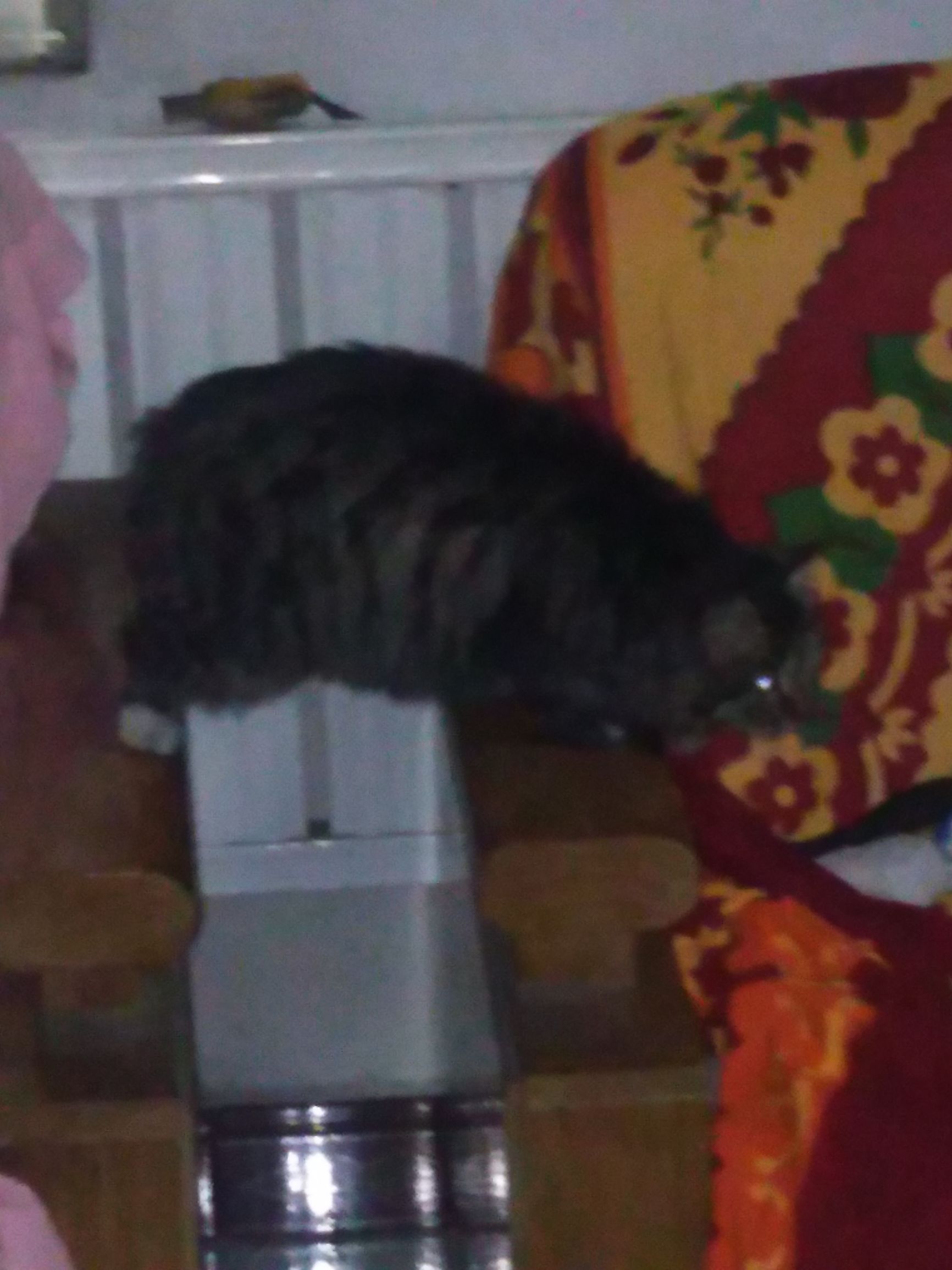 养了个假狗会怎么样,养了一只假猫真的不好吗