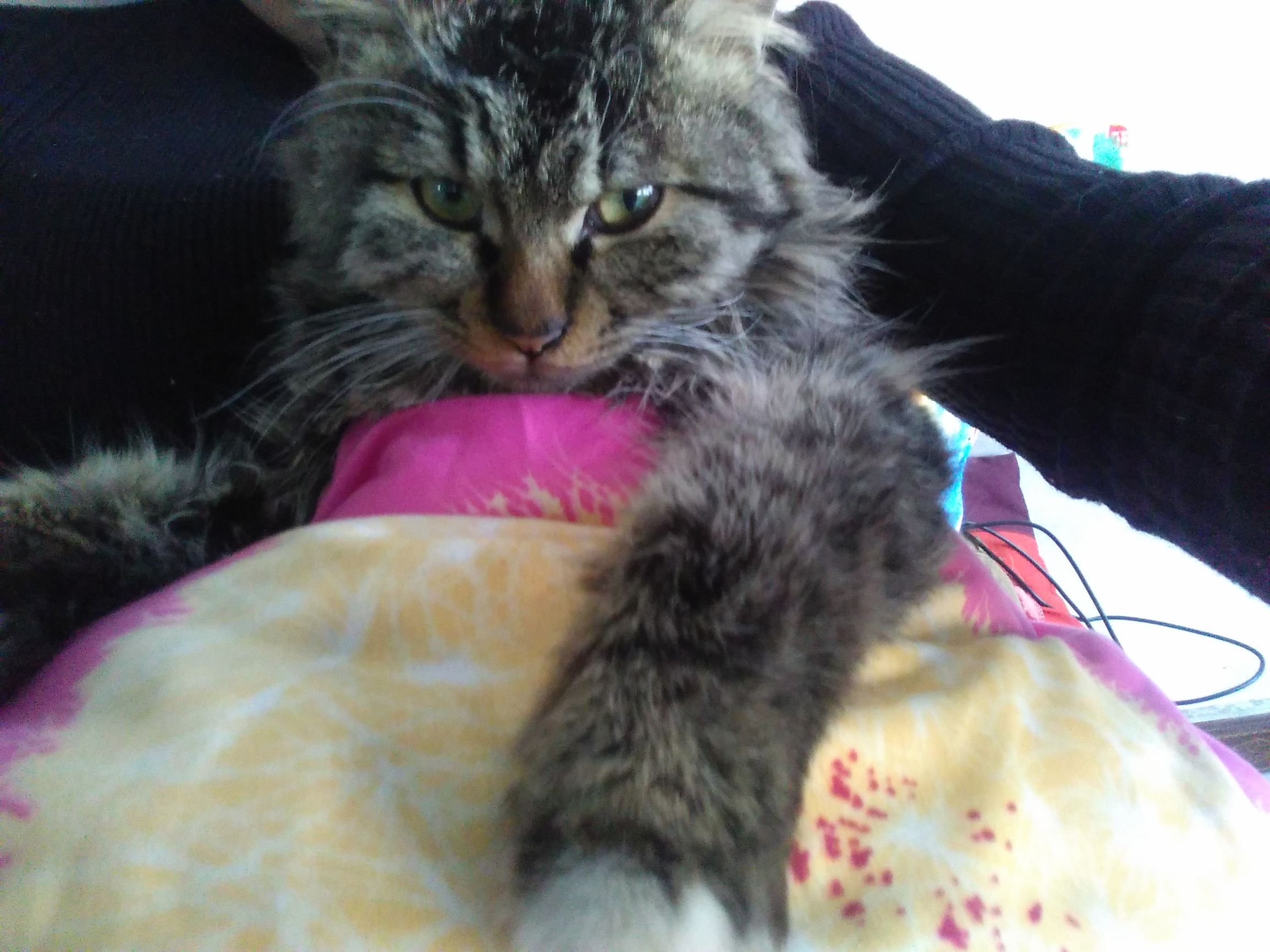 养了个假狗会怎么样,养了一只假猫真的不好吗