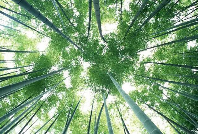 太原吃素好地方，全竹宴没吃过把，不能点餐就158元一位