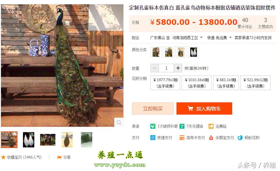 养孔雀养单好还是双好,养孔雀跟养牛