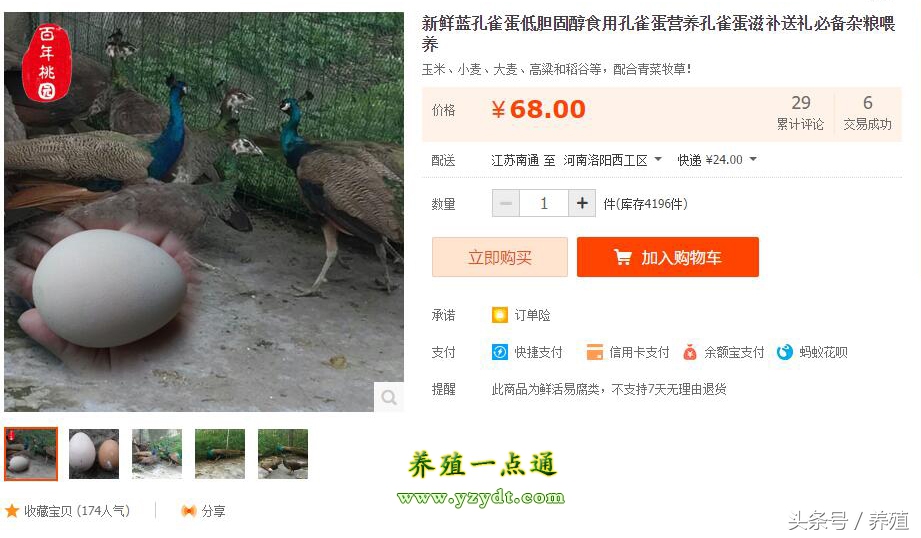 养孔雀养单好还是双好,养孔雀跟养牛