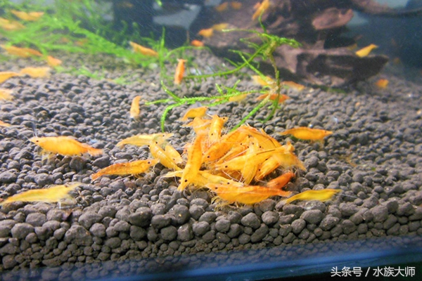 养观赏虾的基本知识有哪些,观赏米虾混色养好还是单色养好
