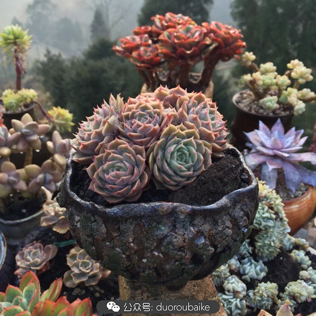 关于多肉植物的国画,多肉山水画