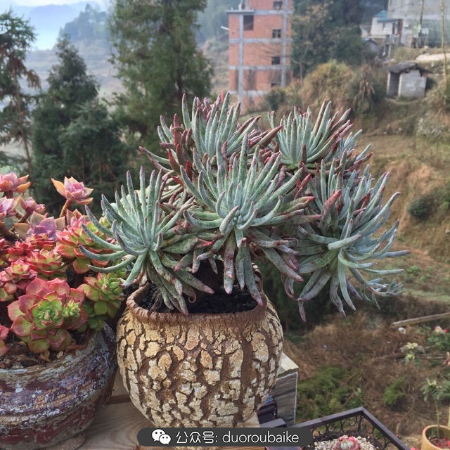 关于多肉植物的国画,多肉山水画