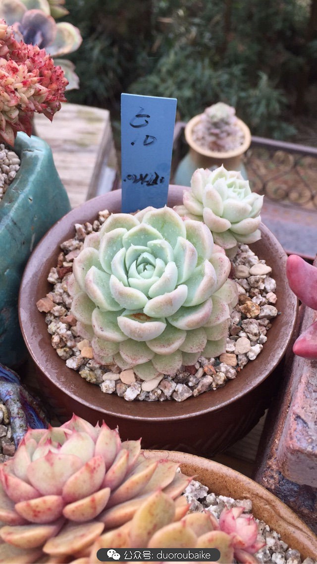 关于多肉植物的国画,多肉山水画