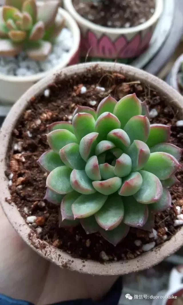 效果感人的多肉对比：终于等到你，还好我没放弃！