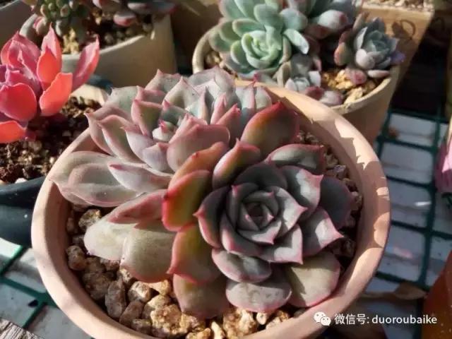 效果感人的多肉对比：终于等到你，还好我没放弃！