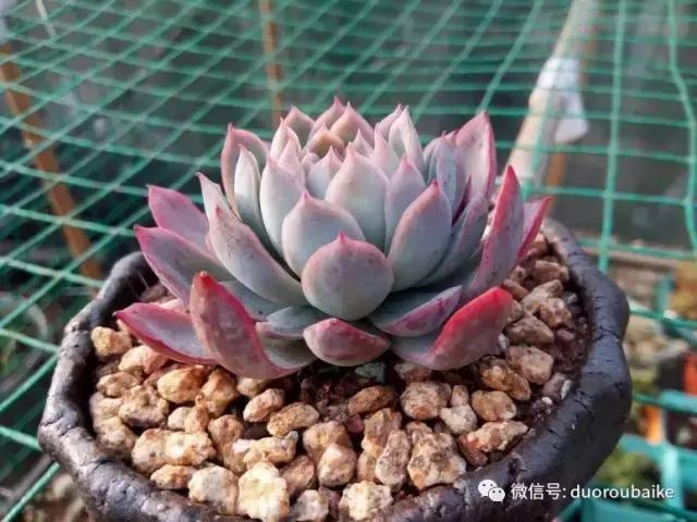 效果感人的多肉对比：终于等到你，还好我没放弃！