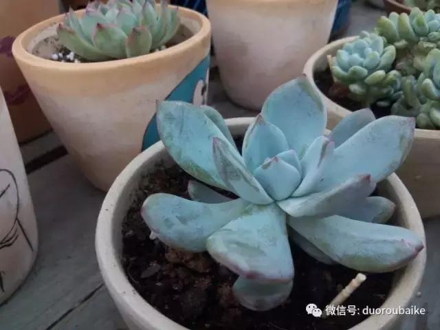 效果感人的多肉对比：终于等到你，还好我没放弃！