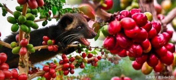 西贡猫屎咖啡好喝吗,越南猫屎咖啡好喝吗