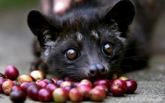 西贡猫屎咖啡好喝吗,越南猫屎咖啡好喝吗