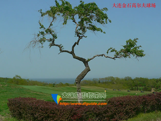 目前大连有几家高尔夫球场,大连红旗谷高尔夫球场