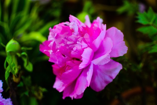 盆栽国色天香,国色天香立春