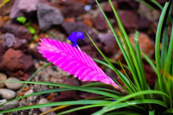 盆栽国色天香,国色天香立春