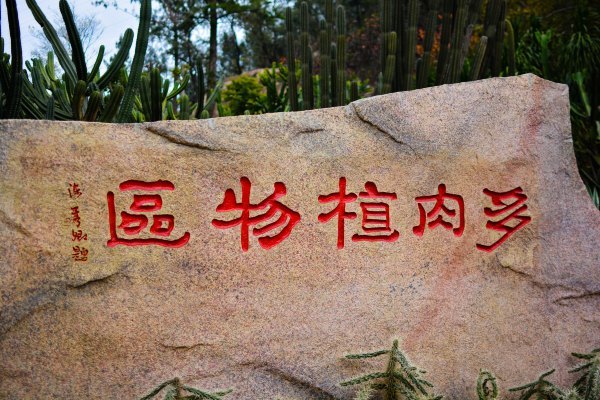 盆栽国色天香,国色天香立春