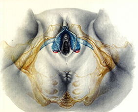 屁股大就一定好生养吗?这2种方法教你轻松辨认!