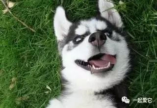 宠知识不太冷,哈士奇从小养会撒手没吗
