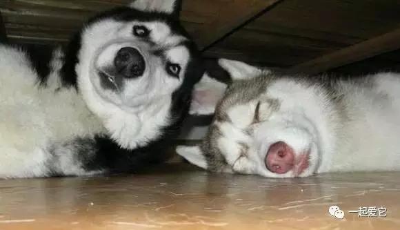 宠知识不太冷,哈士奇从小养会撒手没吗