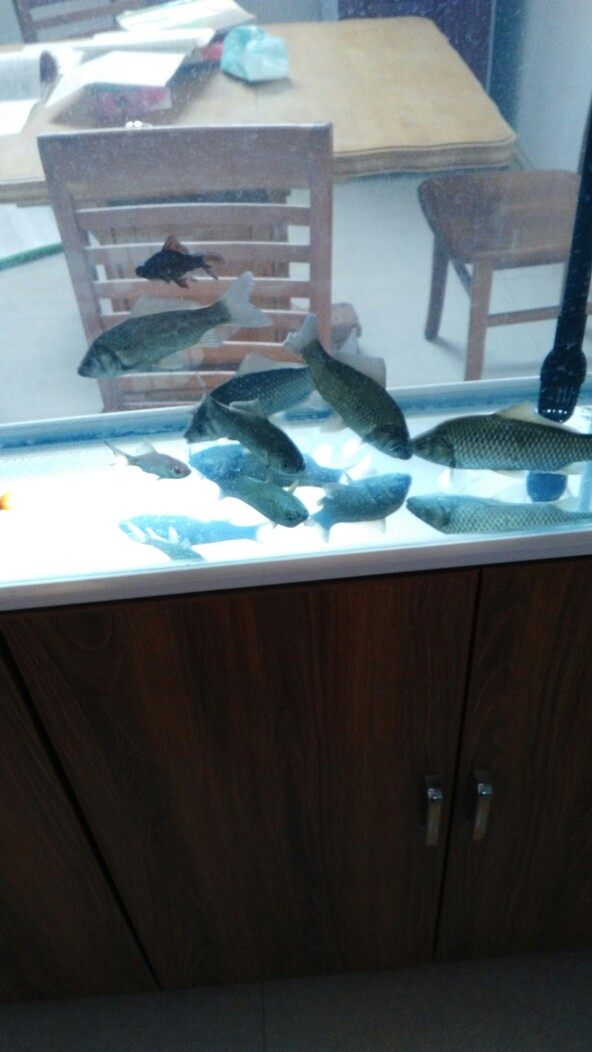 鱼缸养鲫鱼和金鱼,在鱼缸里养金鱼和鱼苗