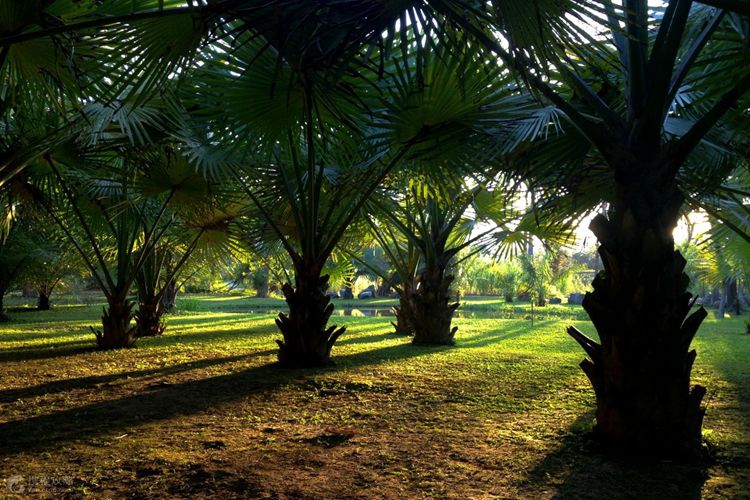 行走西双版纳旅行社,行走西双版纳合集