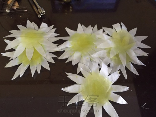 荞葭烫花-玛格丽特