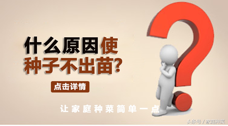 种菜不生根,为什么买的蔬菜种子种不出来