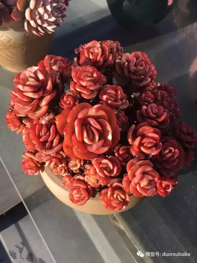 多肉是黯淡生活里的良药,多肉是解决烦恼和疲惫的良药