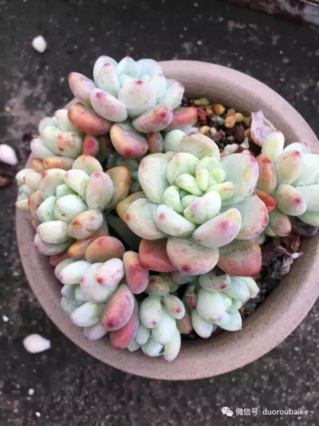 多肉是黯淡生活里的良药,多肉是解决烦恼和疲惫的良药