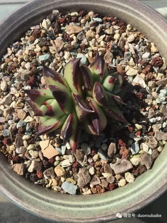 多肉是黯淡生活里的良药,多肉是解决烦恼和疲惫的良药