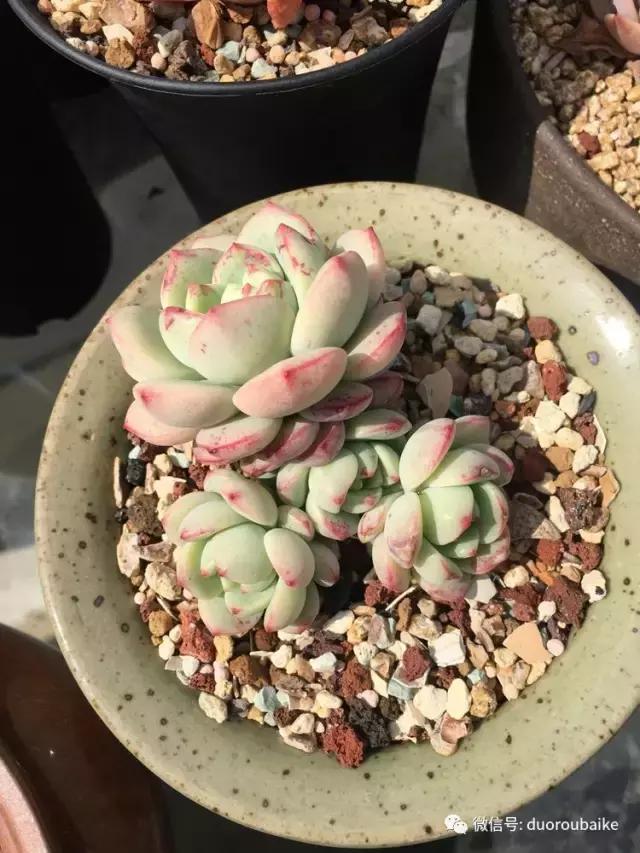 多肉是黯淡生活里的良药,多肉是解决烦恼和疲惫的良药
