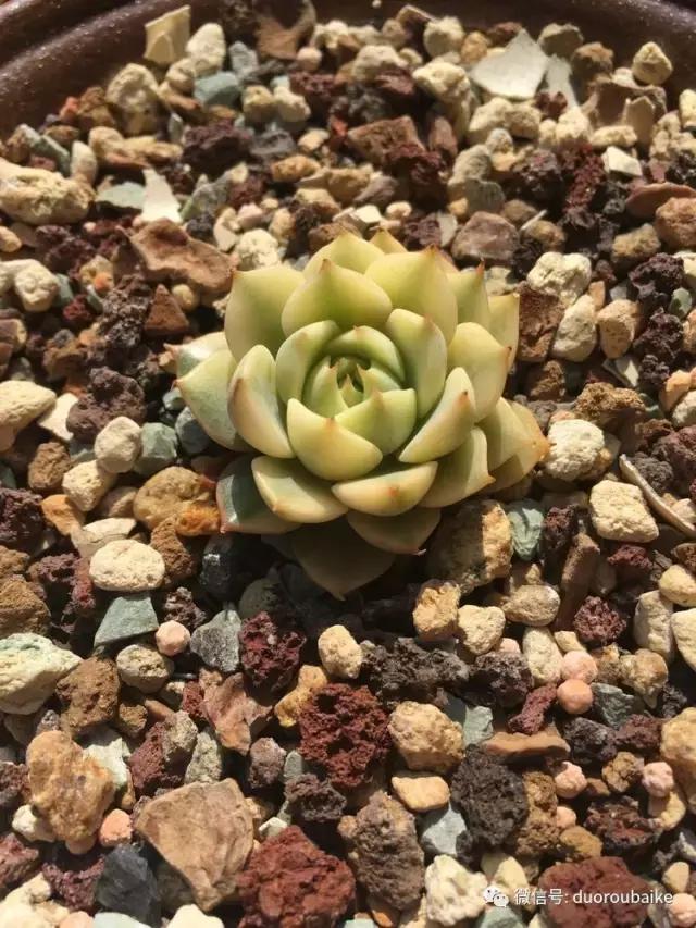 多肉是黯淡生活里的良药,多肉是解决烦恼和疲惫的良药