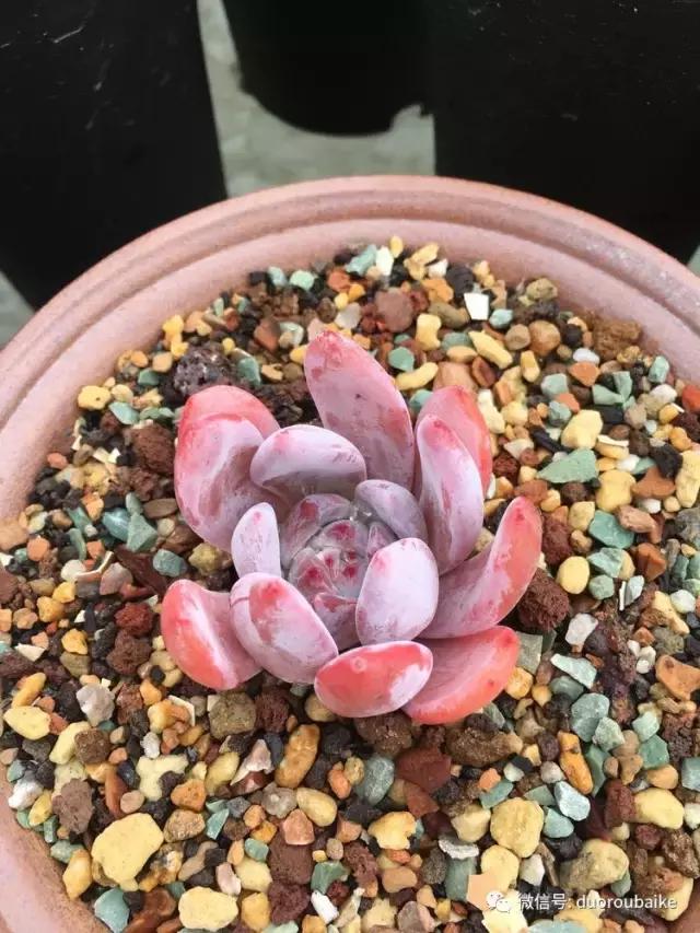 多肉是黯淡生活里的良药,多肉是解决烦恼和疲惫的良药