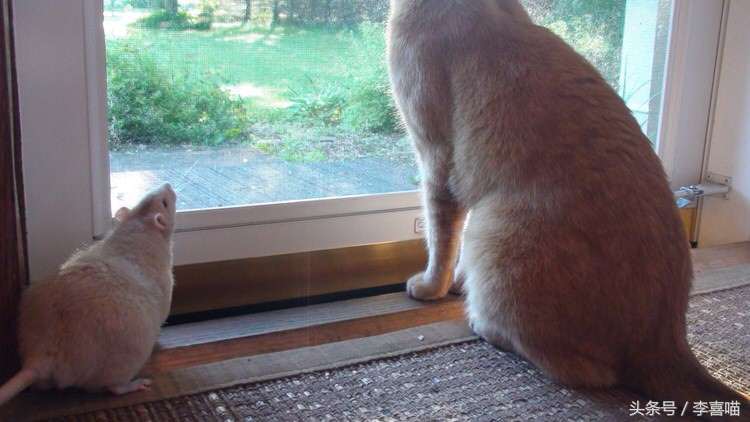 一只和老鼠成为好朋友的猫,一只老鼠和一只猫成为朋友